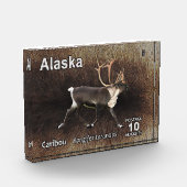 Karibik (Reindeer) - Alaska Postage Fotoblock (Links)