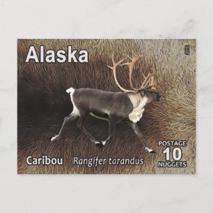 Karibik (Reindeer) - Alaska Postage Postkarte