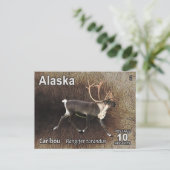 Karibik (Reindeer) - Alaska Postage Postkarte (Stehend Vorderseite)