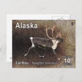 Karibik (Reindeer) - Alaska Postage Postkarte (Vorne/Hinten)