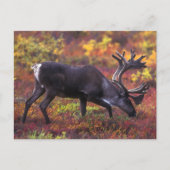 Karibikkunst Postkarte (Vorderseite)