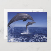 Karibische Meere, Bottlenosedelphine Tursiops 12 Postkarte (Vorne/Hinten)