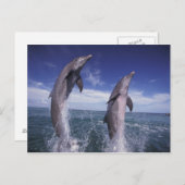 Karibische Meere, Bottlenosedelphine Tursiops Postkarte (Vorne/Hinten)