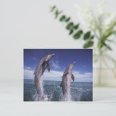Karibische Meere, Bottlenosedelphine Tursiops Postkarte (Stehend Vorderseite)