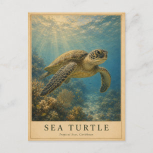 Karibische Meeresschildkröte VINTAGE Postkarte