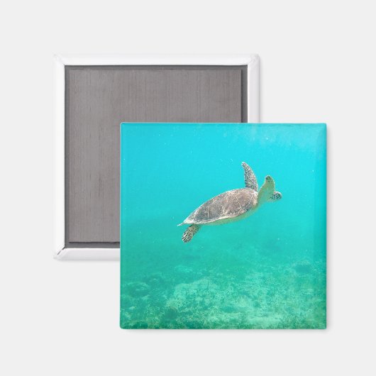 Karibische Schildkröte Magnet (Vorderseite/Rückseite)