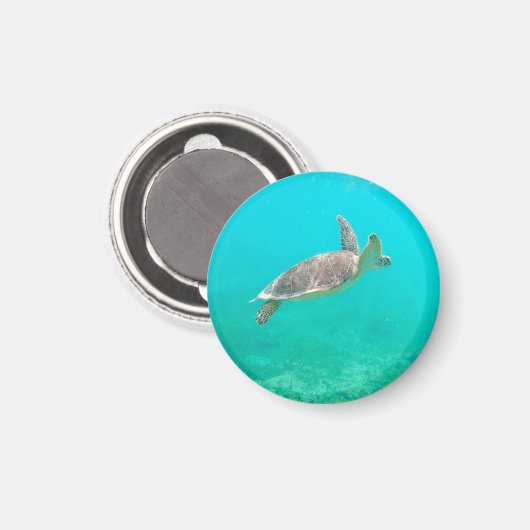 Karibische Schildkröte Magnet (Vorderseite/Rückseite)