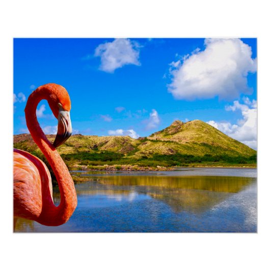 Karibischer Flamingo auf der St. Kitts Leinwand Poster (Vorderseite)