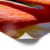 Karibischer Flamingo auf der St. Kitts Leinwand Poster (Ecke)
