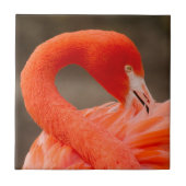 karibischer Flamingo Fliese (Vorderseite)