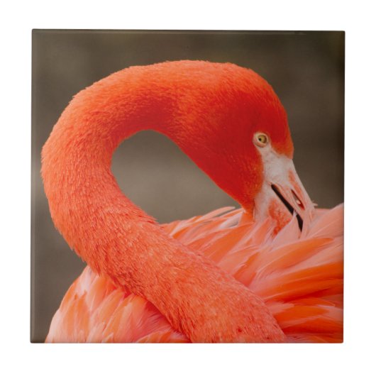 karibischer Flamingo Fliese (Vorderseite)