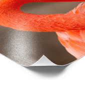 karibischer Flamingo Fotodruck (Ecke)