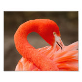 karibischer Flamingo Fotodruck (Vorne)