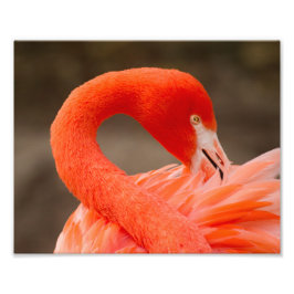 karibischer Flamingo Fotodruck