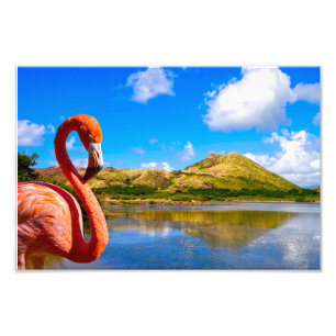 Karibischer Flamingo in St. Kitts Fotodruck