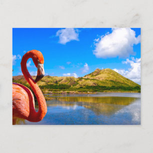 Karibischer Flamingo in St. Kitts Postkarte