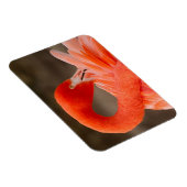 karibischer Flamingo Magnet (Rechte Seite)