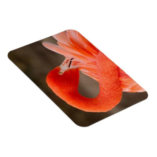 karibischer Flamingo Magnet (Rechte Seite)