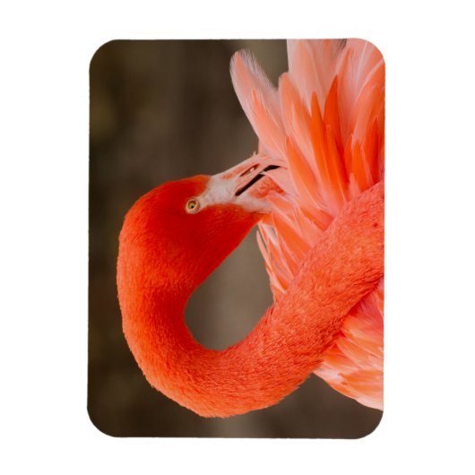 karibischer Flamingo Magnet (Vertikal)