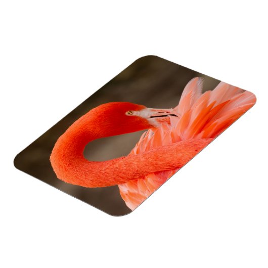 karibischer Flamingo Magnet (Linke Seite)