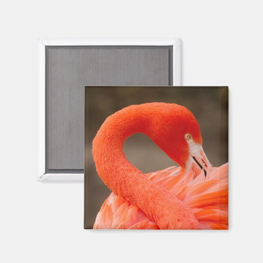 karibischer Flamingo Magnet (Vorderseite/Rückseite)