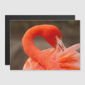 karibischer Flamingo Magnetkarte (Vorne/Hinten)