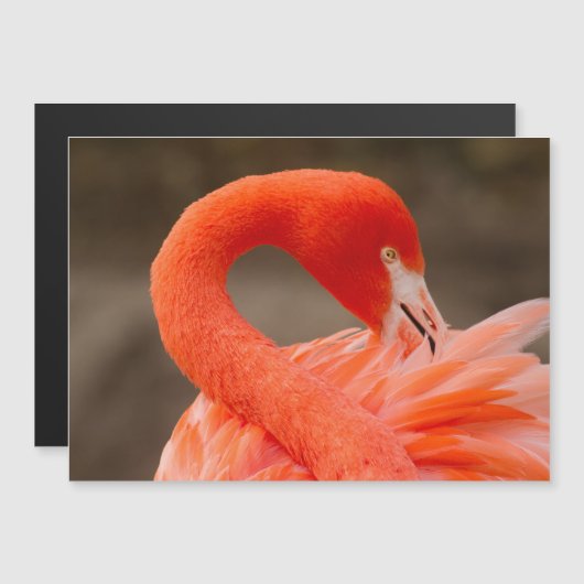 karibischer Flamingo Magnetkarte (Vorne/Hinten)