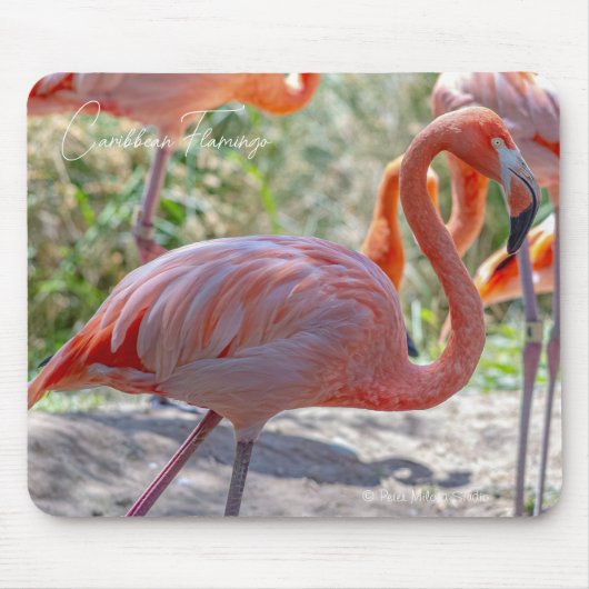 Karibischer Flamingo Mousepad (Vorne)