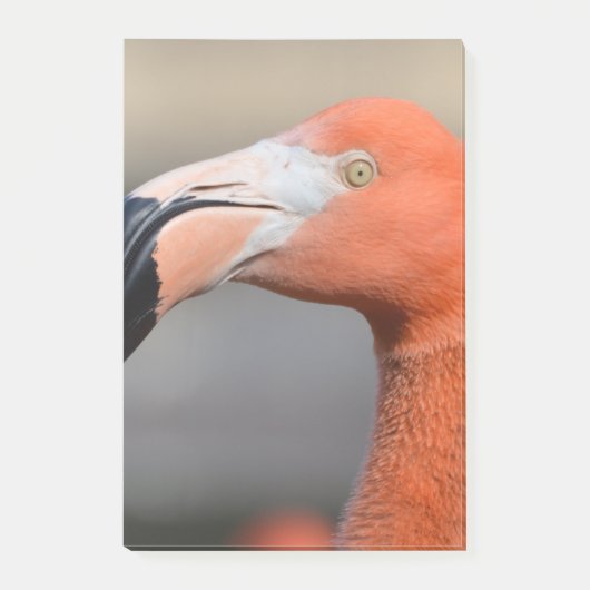 Karibischer Flamingo Post-it Klebezettel (Vorderseite)