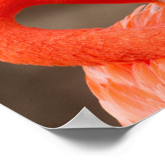 karibischer Flamingo Poster (Ecke)