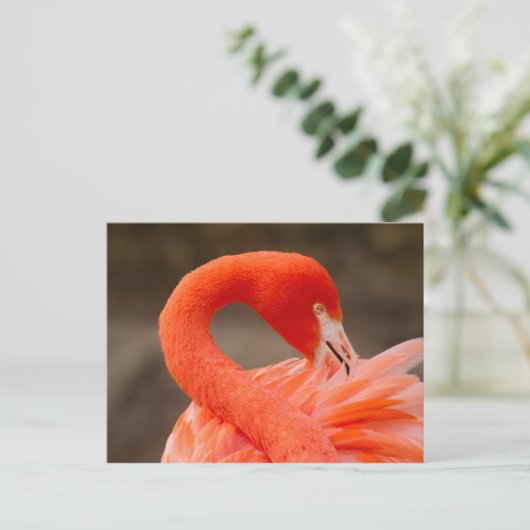 karibischer Flamingo Postkarte (Stehend Vorderseite)