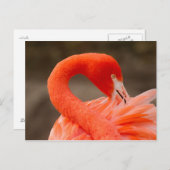 karibischer Flamingo Postkarte (Vorne/Hinten)