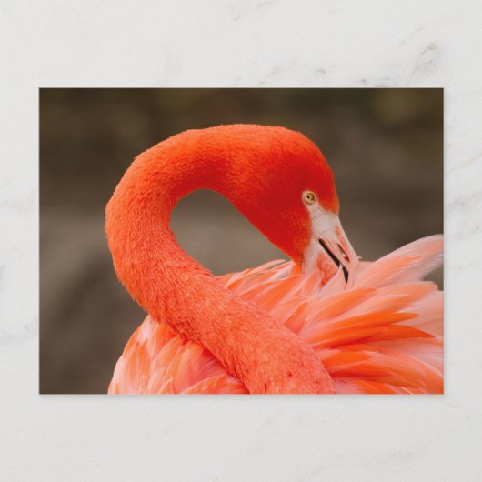 karibischer Flamingo Postkarte (Vorderseite)