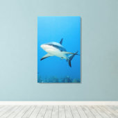 Karibischer Riffhai (Carcharhinus perezi) Leinwanddruck (Insitu (Holzboden))