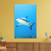 Karibischer Riffhai (Carcharhinus perezi) Leinwanddruck (Insitu (Wohnzimmer))