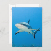 Karibischer Riffhai (Carcharhinus perezi) Postkarte (Vorne/Hinten)