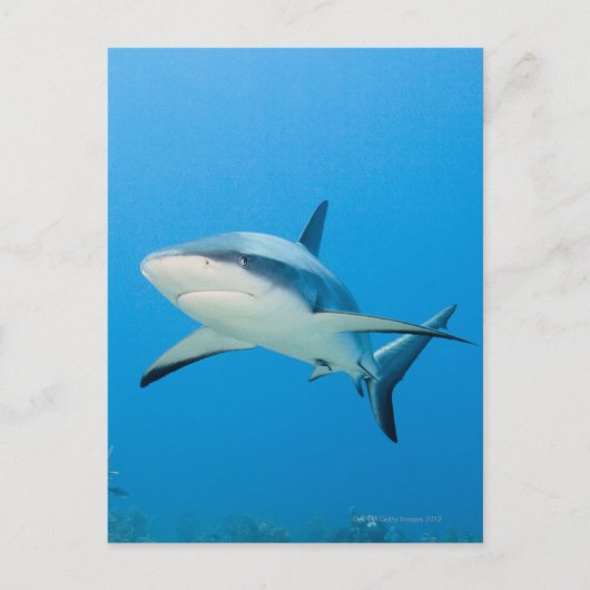 Karibischer Riffhai (Carcharhinus perezi) Postkarte (Vorderseite)