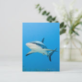 Karibischer Riffhai (Carcharhinus perezi) Postkarte (Stehend Vorderseite)