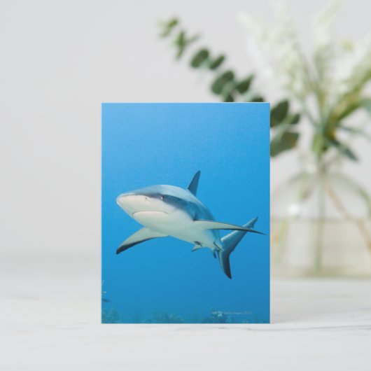 Karibischer Riffhai (Carcharhinus perezi) Postkarte (Stehend Vorderseite)