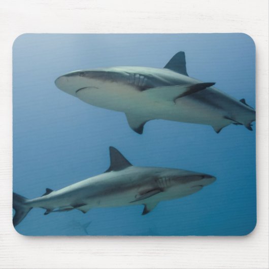 Karibischer Riffhai Mousepad (Vorne)