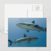 Karibischer Riffhai Postkarte (Vorne/Hinten)