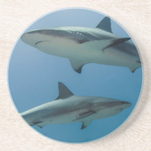 Karibischer Riffhai Sandstein Untersetzer