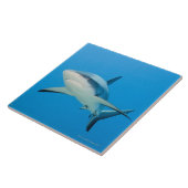 Karibischer Rifhaifisch (Carcharhinus perezi) Fliese (Seite)