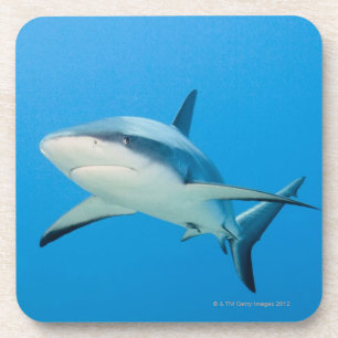 Karibischer Rifhaifisch (Carcharhinus perezi) Getränkeuntersetzer