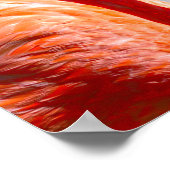 Karibisches Flamingo-Paar Poster (Ecke)