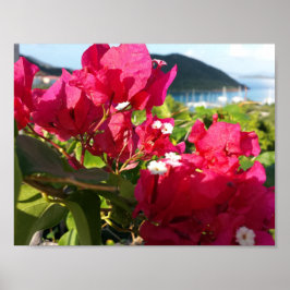Karibisches Rosa Bougainvillea Poster