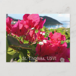 Karibisches Rosa Bougainvillea Postkarte
