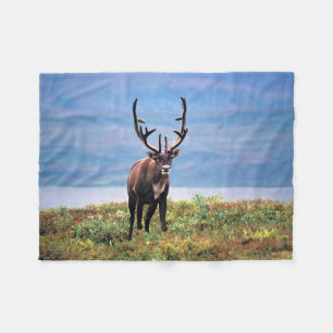 Karibu oder Rentier   Denali-Nationalpark, Alaska Fleecedecke
