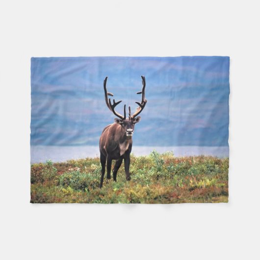 Karibu oder Rentier | Denali-Nationalpark, Alaska Fleecedecke (Vorderseite (Horizontal))