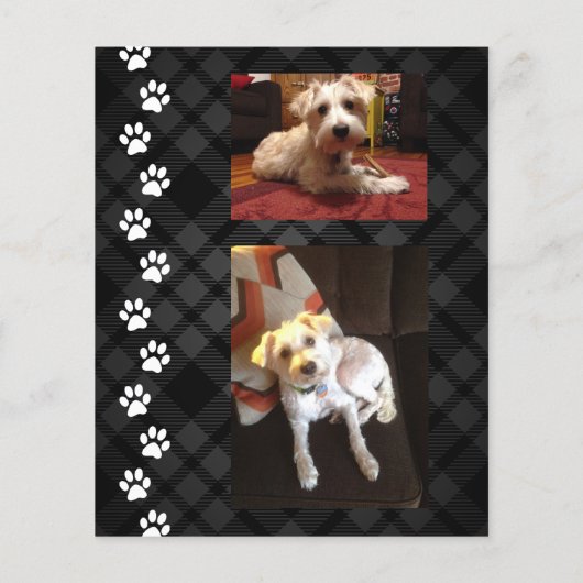 karierte Pfoten-Beileid-Karte (Rückseite)